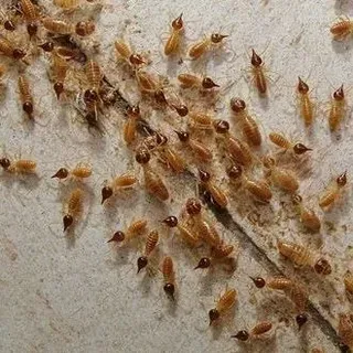 thumbnail for publication: Termite Prevention and Control